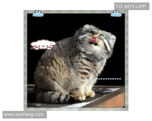 在天空与地面之间的较量鹰与猫的生存智慧与本能对决